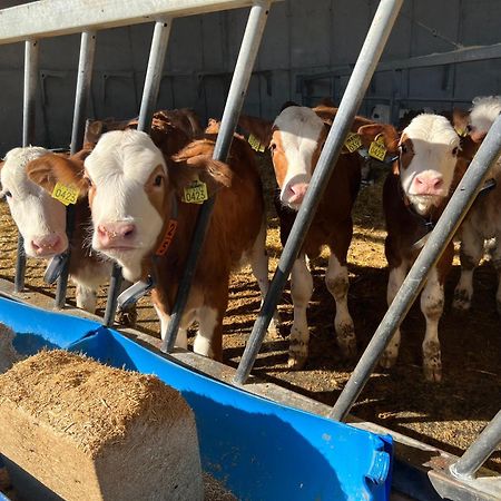 Tourist Farm Mulej Βίλα Μπλεντ Εξωτερικό φωτογραφία