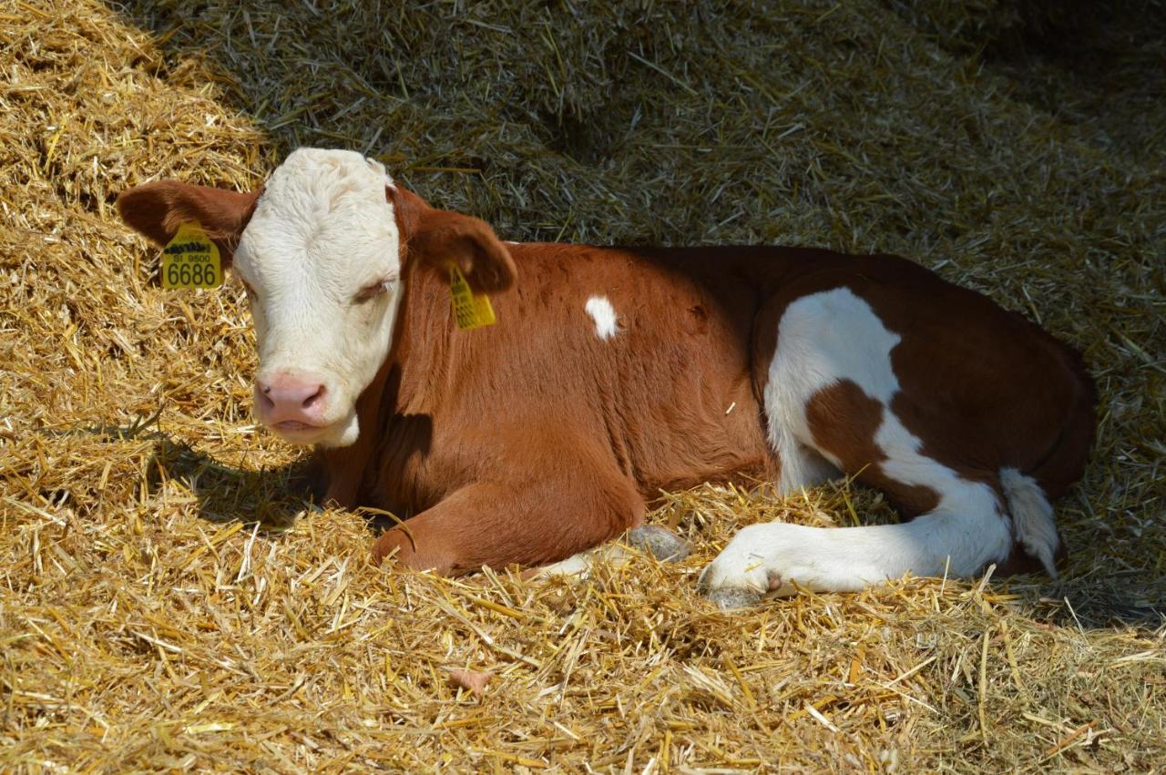 Tourist Farm Mulej Βίλα Μπλεντ Εξωτερικό φωτογραφία