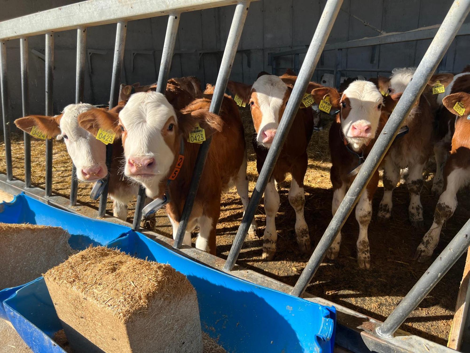 Tourist Farm Mulej Βίλα Μπλεντ Εξωτερικό φωτογραφία