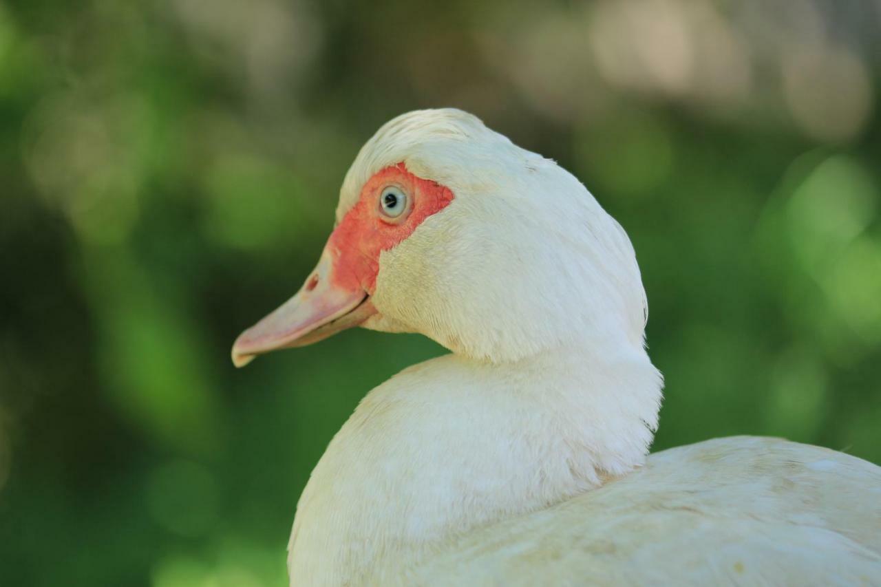 Tourist Farm Mulej Βίλα Μπλεντ Εξωτερικό φωτογραφία