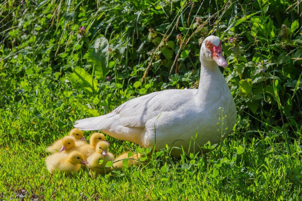 Tourist Farm Mulej Βίλα Μπλεντ Εξωτερικό φωτογραφία