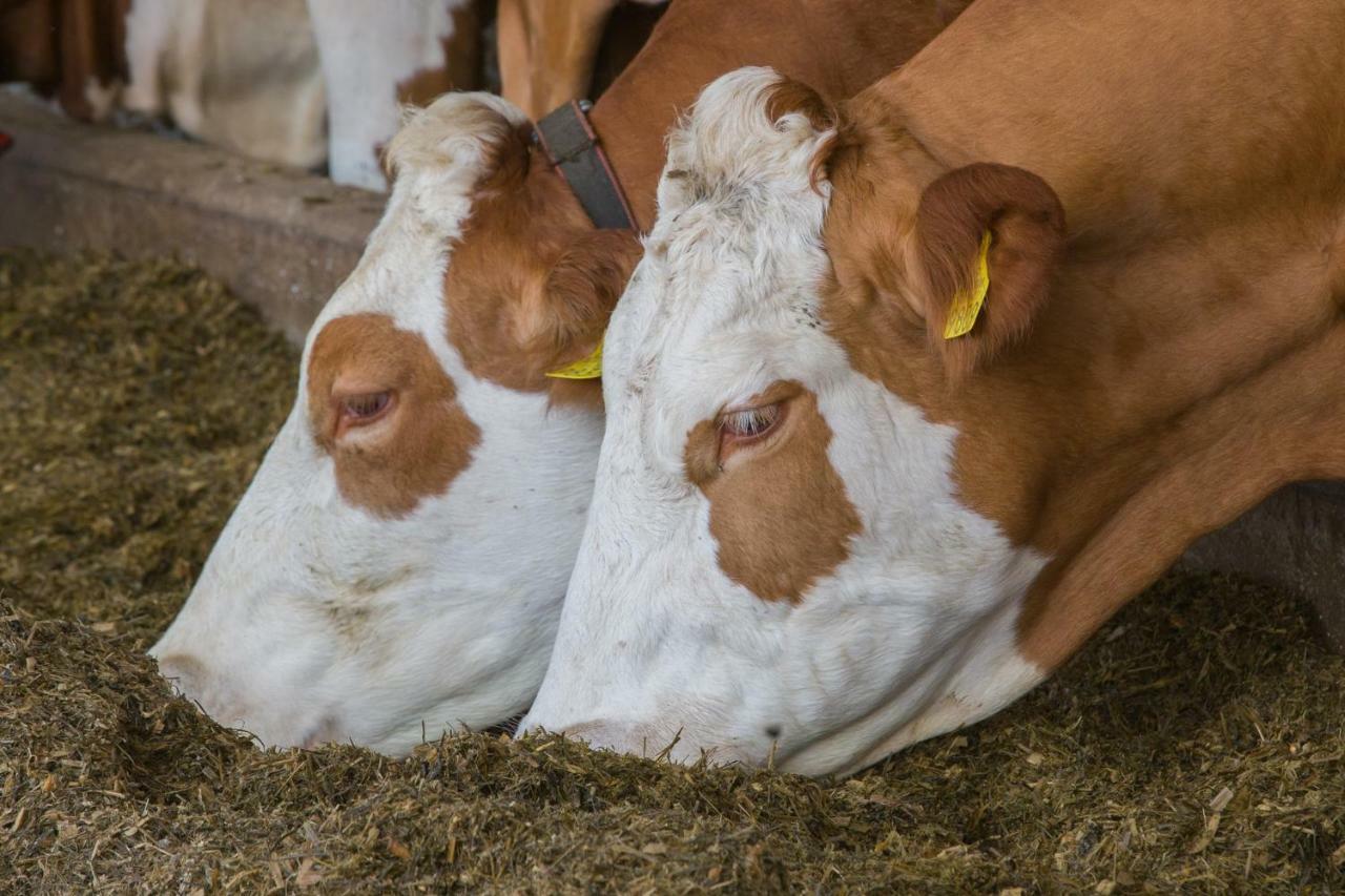 Tourist Farm Mulej Βίλα Μπλεντ Εξωτερικό φωτογραφία